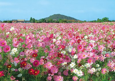 🏞️ 후지와라 궁터(후지와라쿄아토) 이미지 2